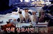 [동물농장] 연쇄적으로 고양이가 죽어나간 동네이야기..