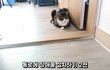 고양이가 지나다니는 통로에 장애물을 설치해봤다.