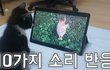 아기고양이 다양한 소리 10가지 들려주고 반응보기