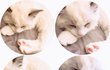 젠요가 방탄이를 소개합니다~