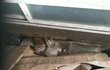 추가) 약한 새끼길냥이 어쩌죠..