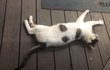 냥이 집사들의 도움이 필요해요!!