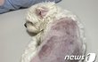 “몽둥이 폭행, 전자담배…애견호텔서 피멍투성이 된 반려견. 공분