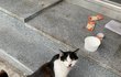 다들 고양이 좋아해?
