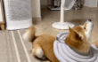 꼬리 돌리기 gif