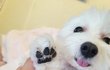 곰발바닥과 고구마 말랭이
