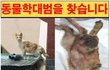 만삭 길고양이, 토치 학대 추정 화상에 새끼 4마리와 함께 숨져