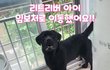 진흙의 리트리버 이동소식