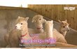 [알파카] 암컷한테 인기 없는데 사춘기와서 난리남