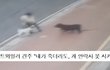 로트와일러가 스피츠를 공격한 사건