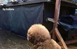 털이 찐거니 살이 찐거니?