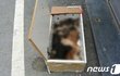 고양이보호단체 사무실 앞에 놓인 상자에 고양이 9마리 사체가…