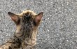발가락 양말 신은 길냥이
