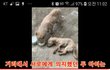 장수에서 구조된 아이들 구조영상