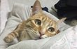 시한부 고양이 이야기 쓴 쓰니야 오늘은 별비 데려오고 키운지 2주년이야
