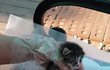 (통이네)쓰레기통에 버려진 새끼고양이 4형제 운명