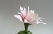 쉽게 보기 힘든, 선인장의 꽃!