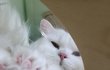 두뷰는 졸려요~~
