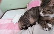 우리집 막둥이 나비5