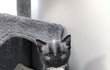은은하게 빛나는 실버 깜냥이