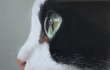 오랜만에 고양이
