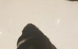 이 강쥐 종이 멀까요