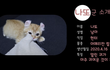 아메리칸 컬 아깽이 '나또'와의 첫 만남!