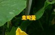 금요일
