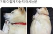 이렇게 자는 강아지가 어딨어?
