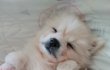 공주님 사진 더 푼다
