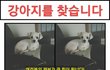 말티즈 흰색 아주 몸집이 작아요~~