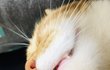 우리 고양이 입 벌리고 잠