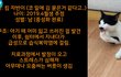 길고양이 쉼터의 악동냥이 '킴 자반이'