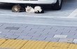 둘이 썸타는 사일까?