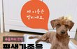 푸들 밤비의 가족이 되어주세요