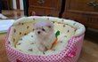 말티즈 슈가이야기 (하나)