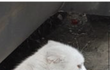 고양이 혓바닥일까요 껌포장지일까요?
