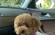 우리푸들 또용이 보고가!