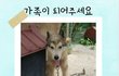 애견호텔에 버려진 토르