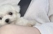 모두모두 저희 집 강아지 보러 오세용 ٩( ᐛ )و