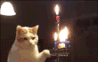 고양이와 촛불이 만난다면.gif