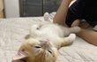 건강에 해로운 사진들(feat.냥이)