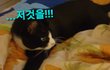 으르신... 밤에 주무세요!!!