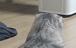 귀여운 고양이 자랑