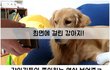 최면에 걸려 개침 핥핥 당한 견주
