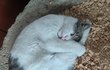 똥개 냥냥이 ㅋㅋ