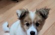 심장사상충약 외부기생충약 주기