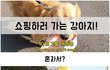 (귀염주의) 쇼핑하러 다니는 강아지 ㅋㅋ