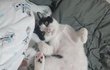 고양이 배에 털 안나있는부분 뭔지아는사람????