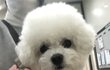 비숑 호빵이